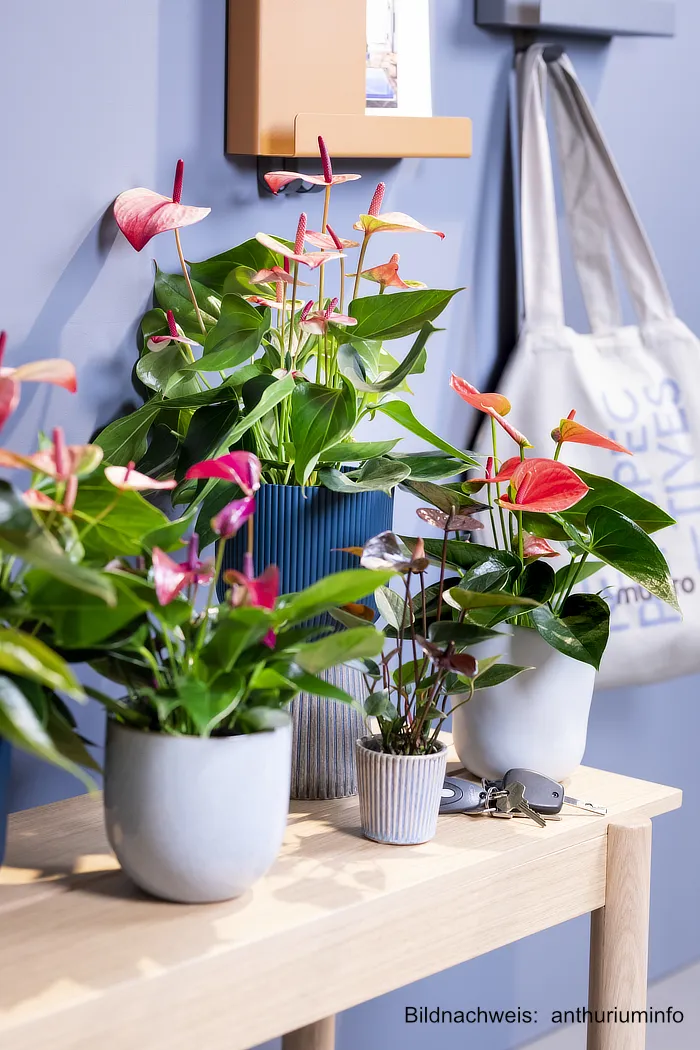 Sommerfeeling in der Wohnung: Mit blühenden Pflanzen zieht die Leichtigkeit des Sommers ein Lebe Lieber Fesch Sommerfeeling in der Wohnung anthuriuminfo Anthurien
