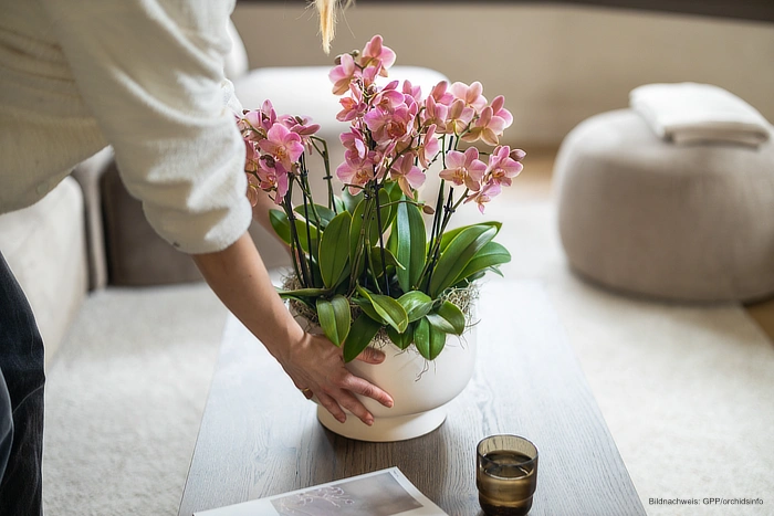 Sommerfeeling in der Wohnung: Mit blühenden Pflanzen zieht die Leichtigkeit des Sommers ein Lebe Lieber Fesch Sommerfeeling in der Wohnung GPP/orchidsinfo Orchideen
